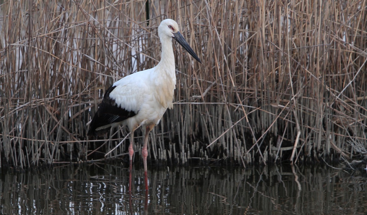 Schwarzschnabelstorch - ML65587401