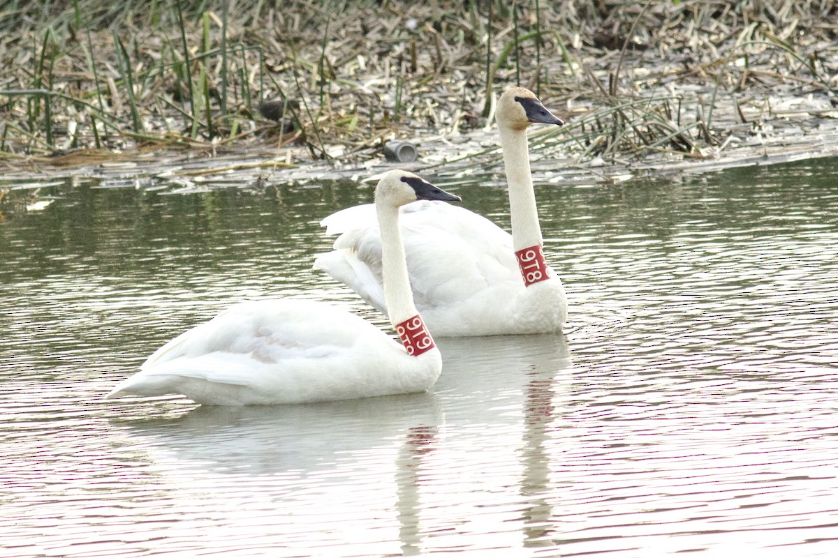 Trumpeter Swan - ML65587411