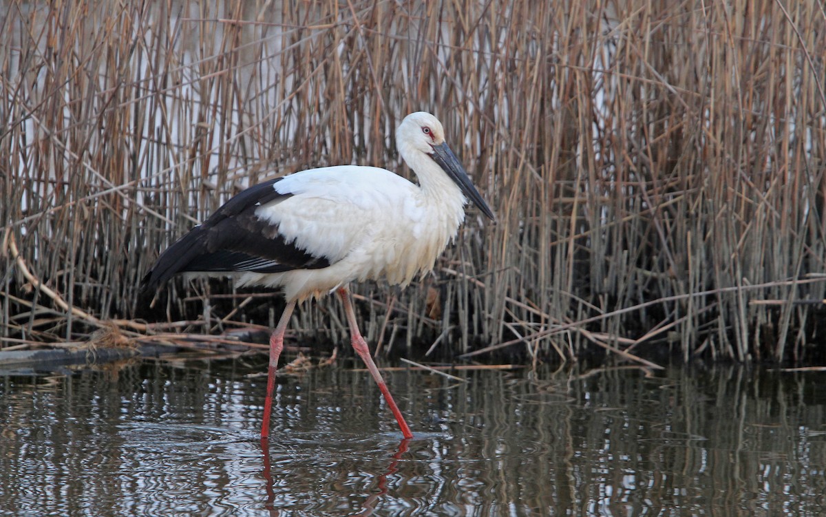 Schwarzschnabelstorch - ML65587461