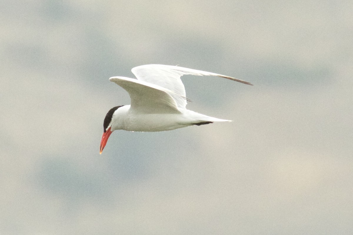 Caspian Tern - ML65587501