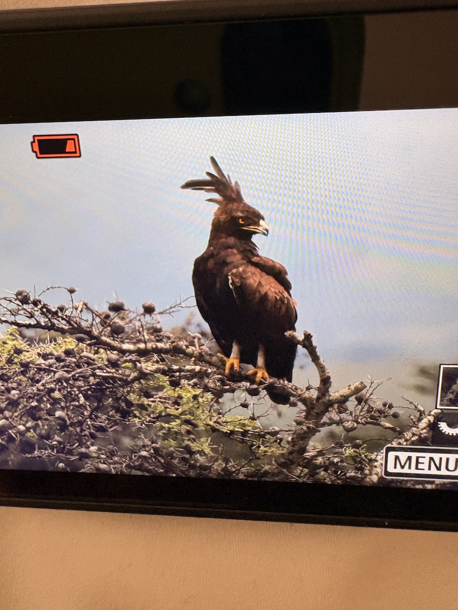 Long-crested Eagle - ML655875757
