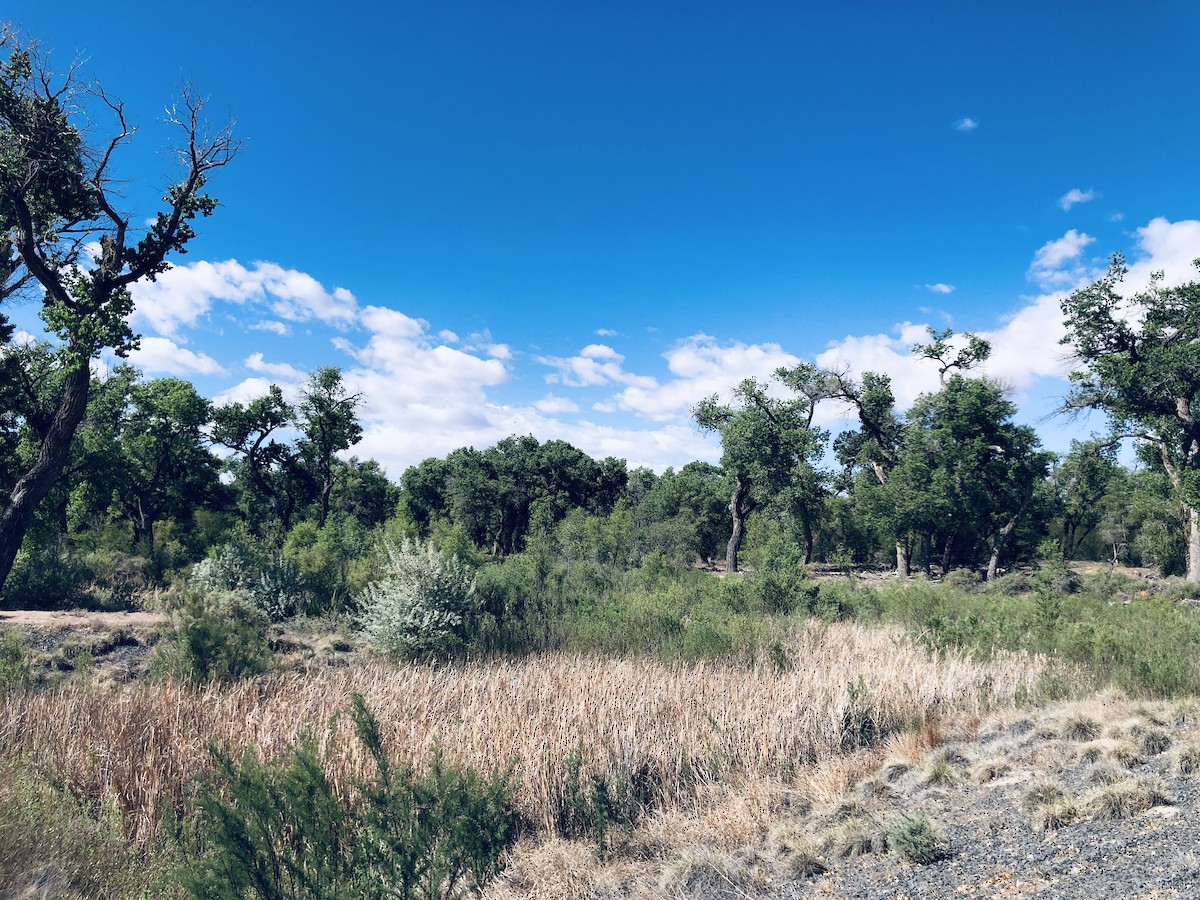 null - ML655875950