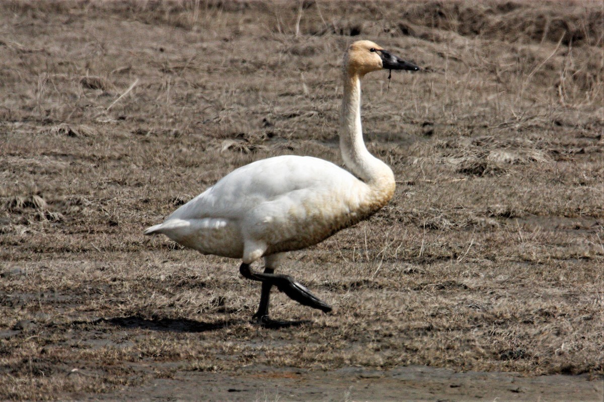Tundra Swan - ML655876626