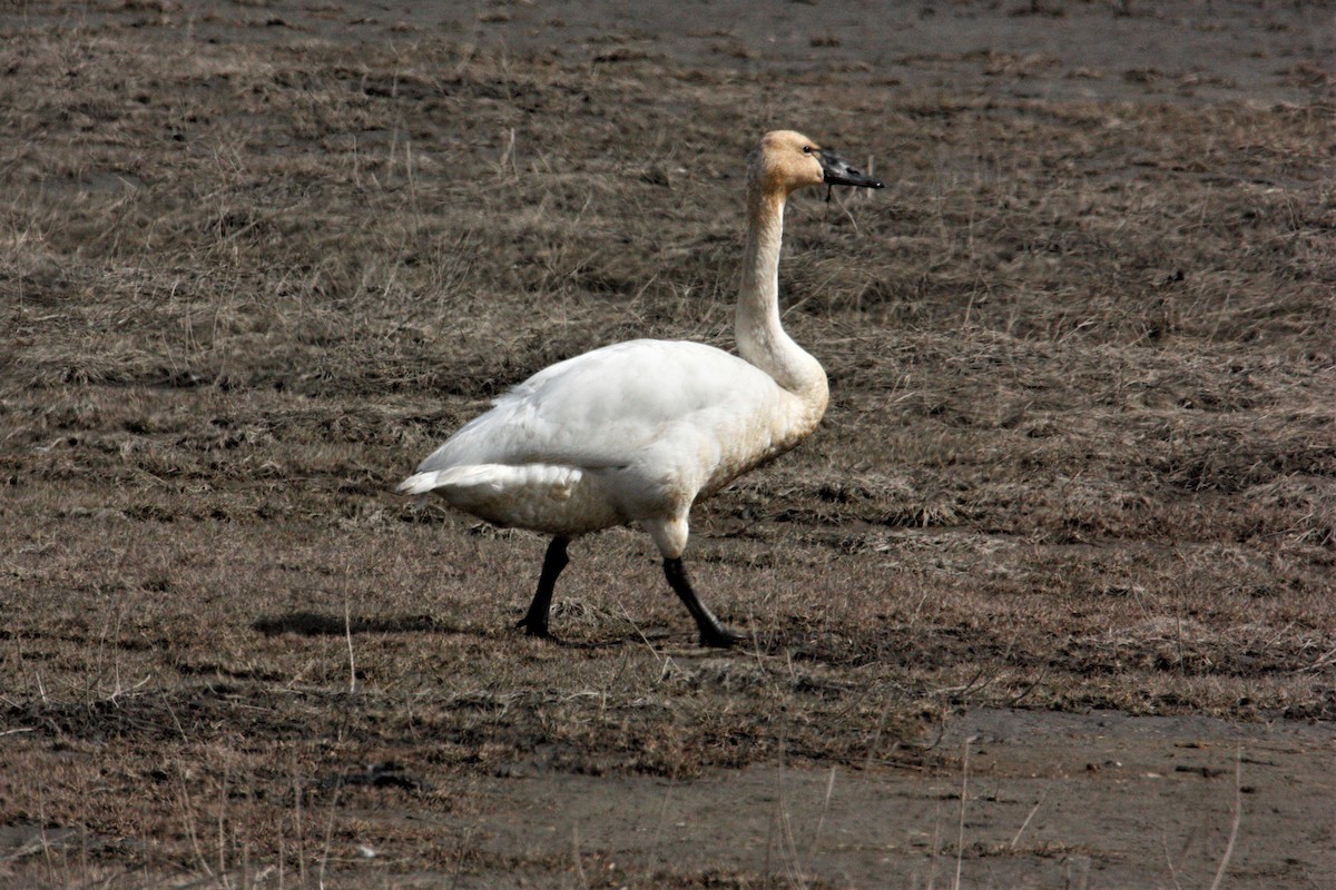 Tundra Swan - ML655876627
