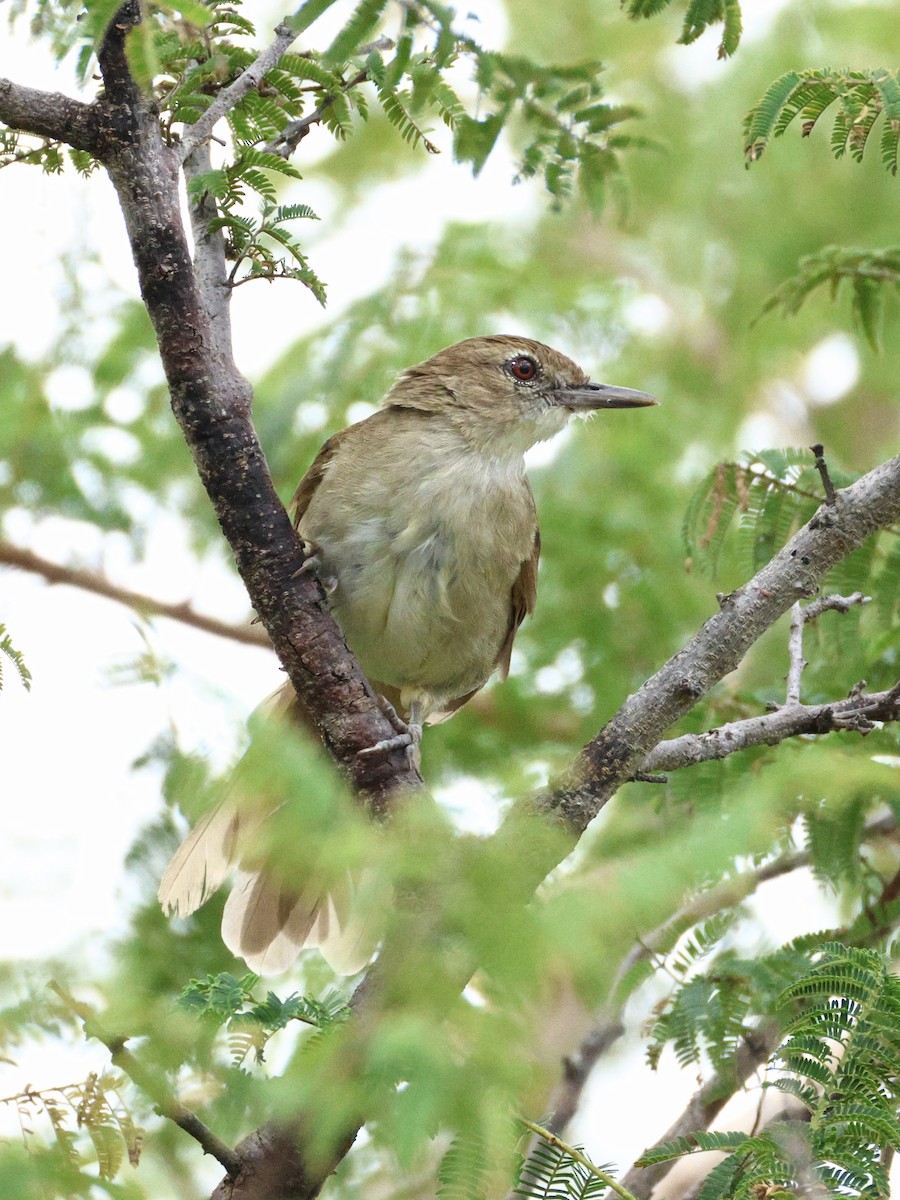 Terrestrial Brownbul - ML655877108