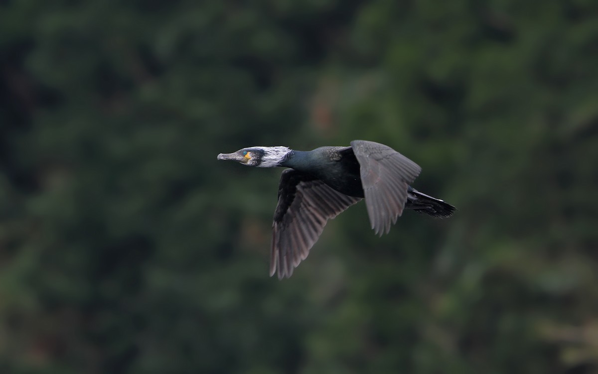 Japanese Cormorant - Christoph Moning