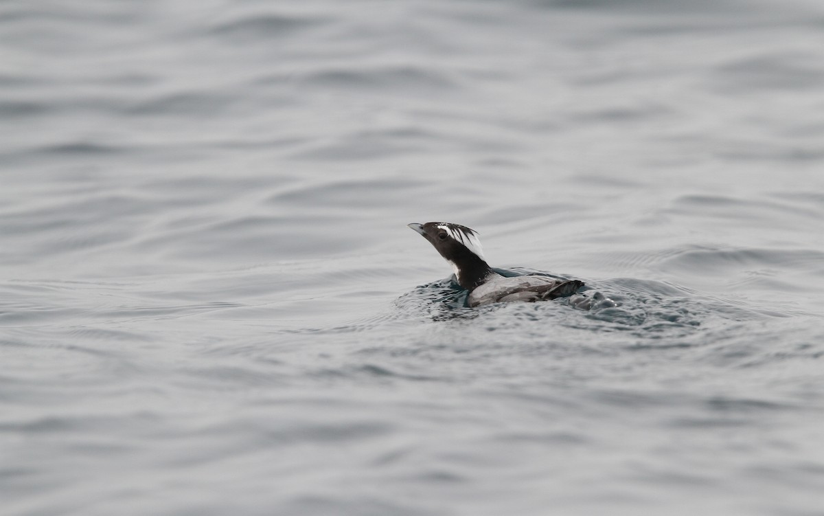 Japanese Murrelet - Christoph Moning