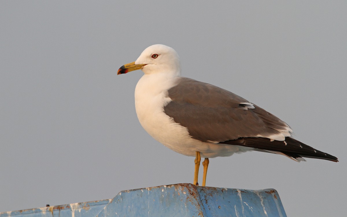 Black-tailed Gull - Christoph Moning