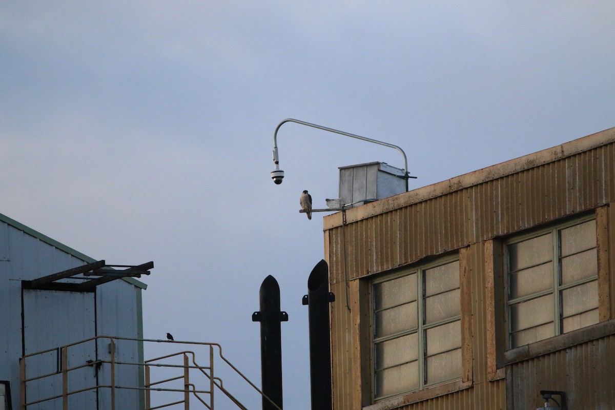 Peregrine Falcon - ML655879883