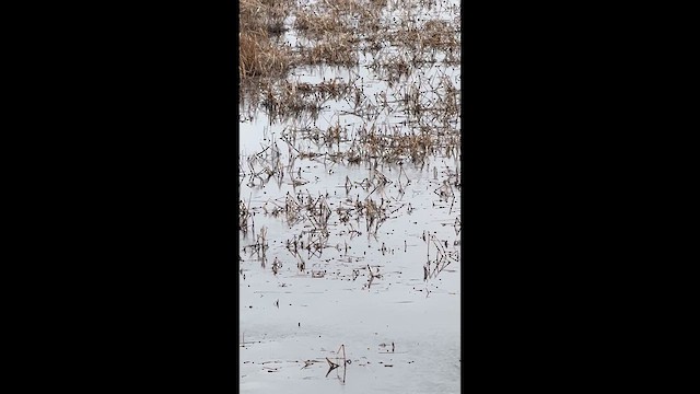 מרית צפונית - ML655881013