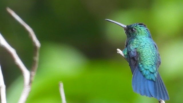 Blue-chinned Sapphire - ML655881020