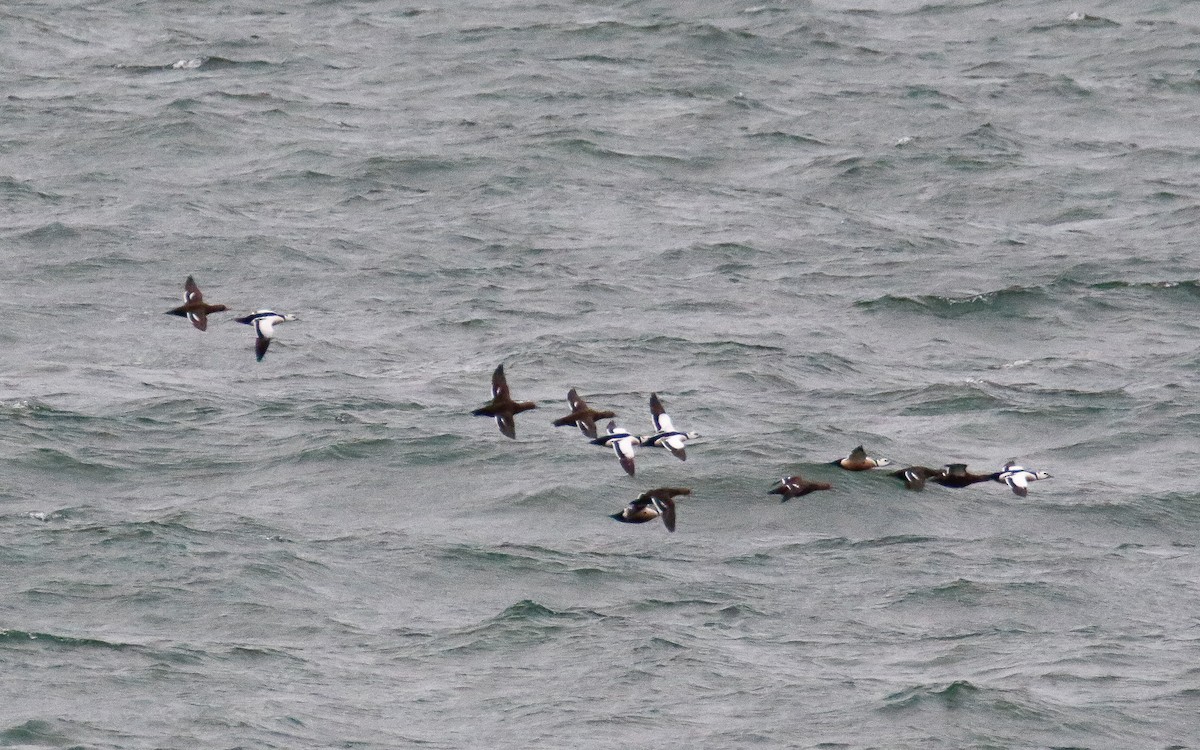 Steller's Eider - ML655881608