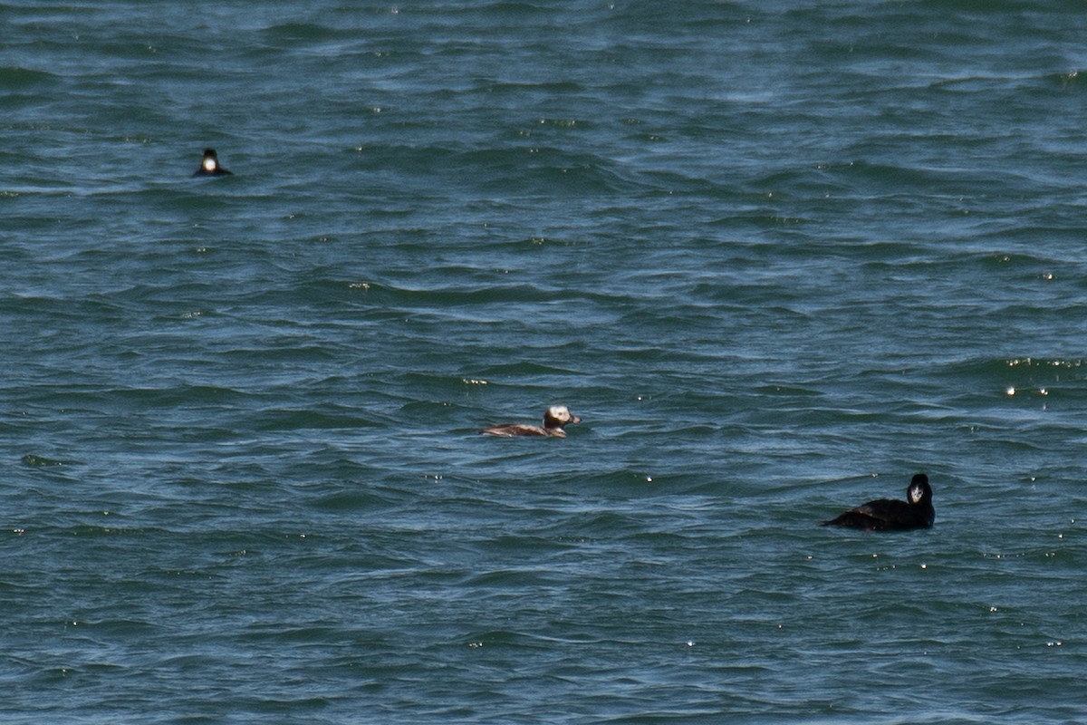 Long-tailed Duck - ML655884199