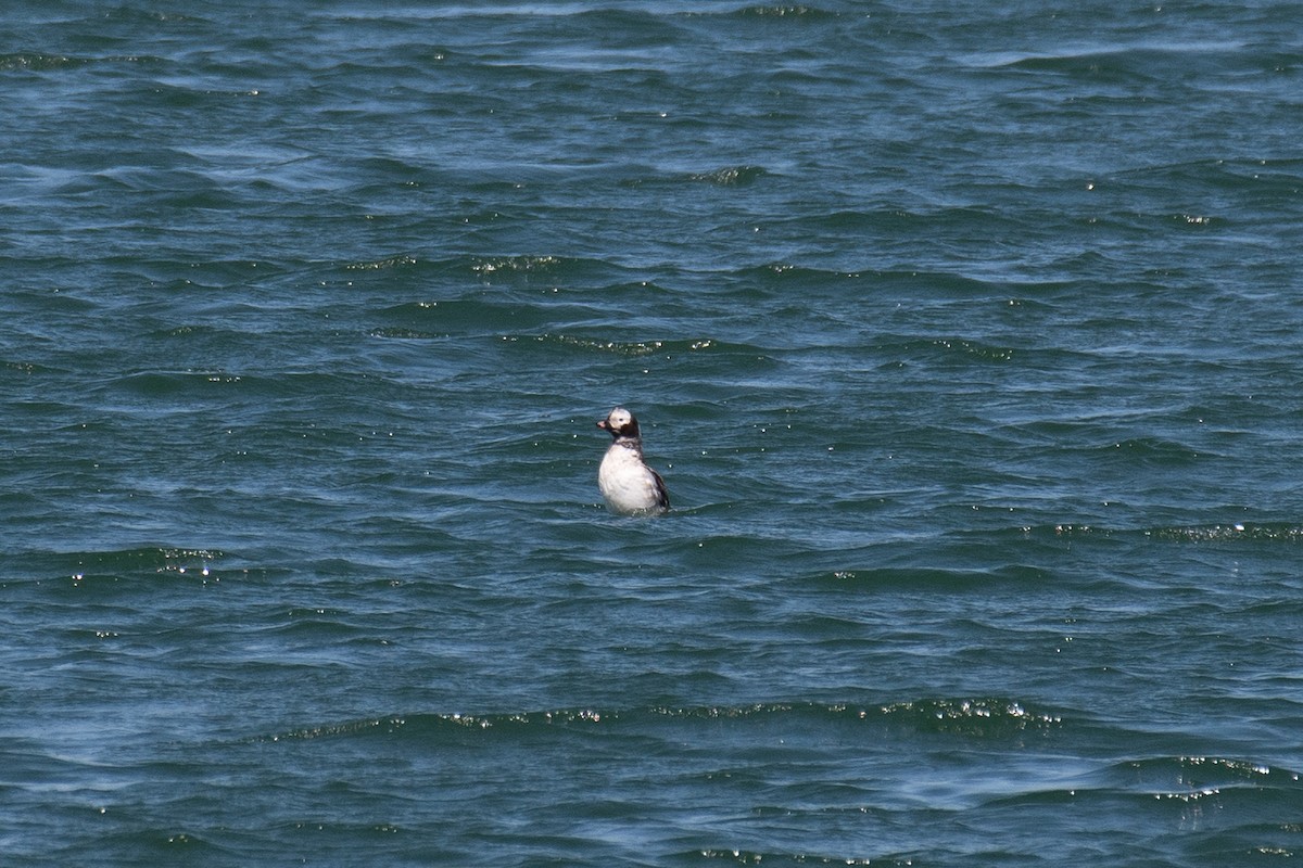 Long-tailed Duck - ML655884200