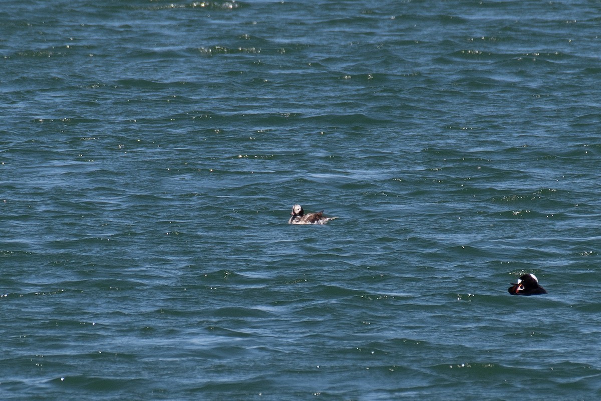 Long-tailed Duck - ML655884201