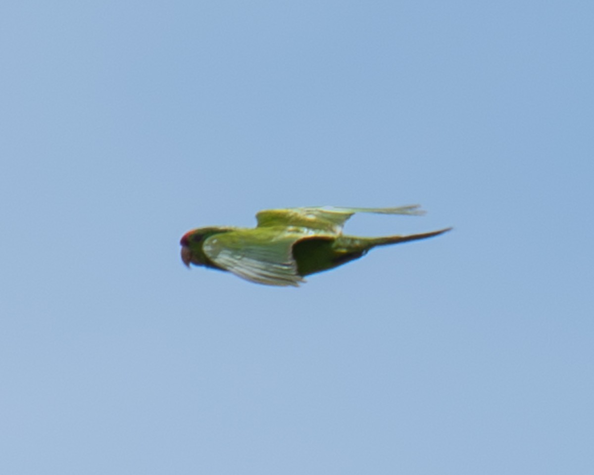 Scarlet-fronted Parakeet - ML655884534