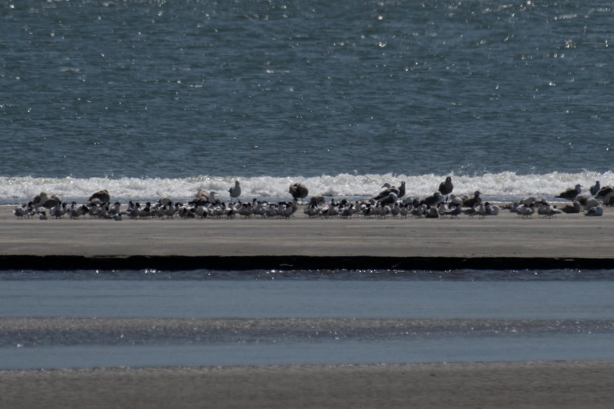 Elegant Tern - ML655884738