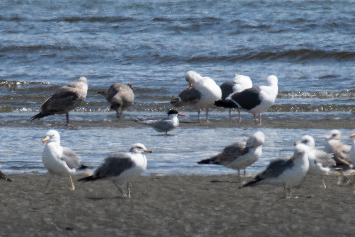Elegant Tern - ML655884924