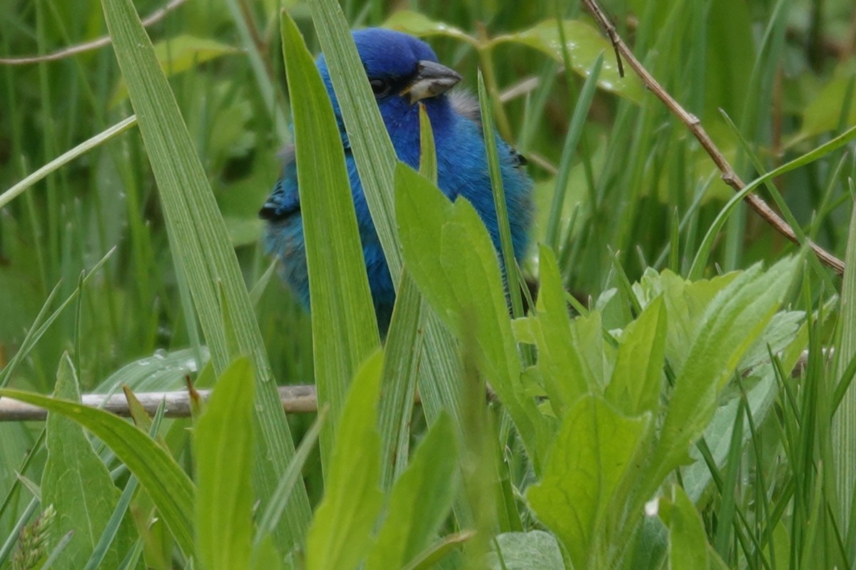 Indigo Bunting - ML655885480