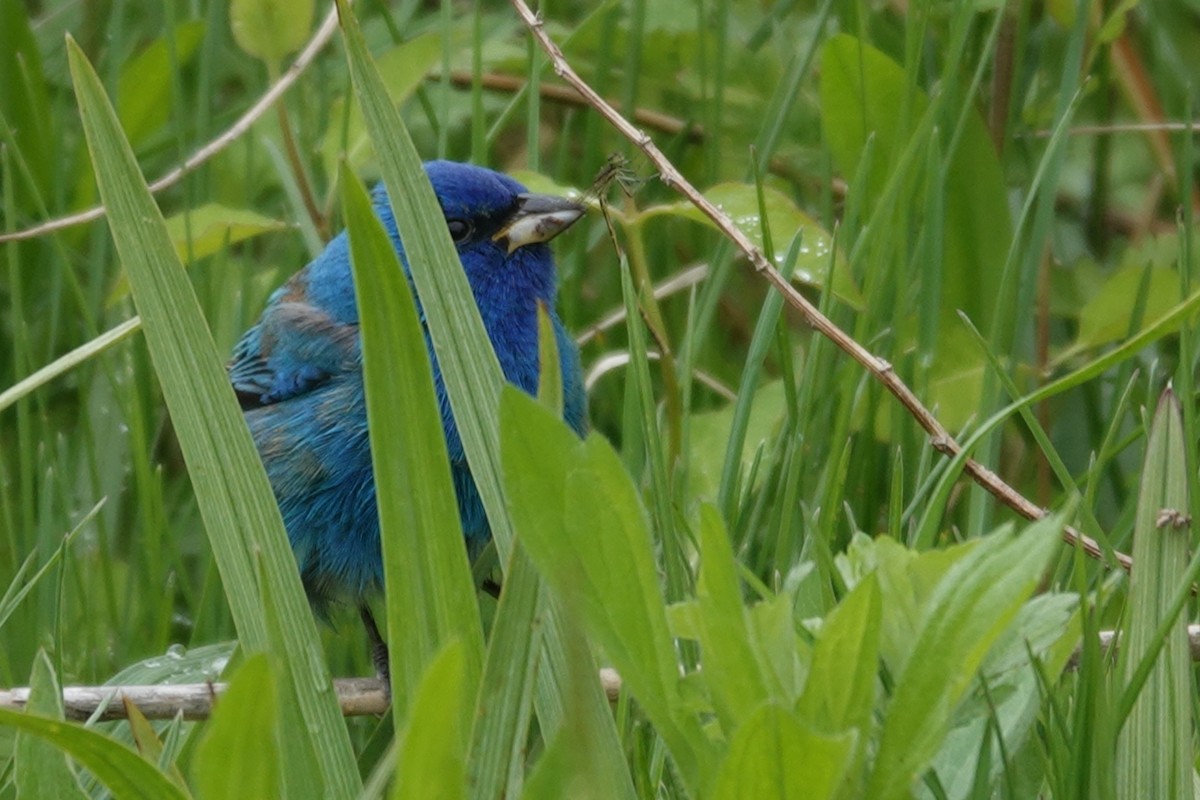 Indigo Bunting - ML655885481