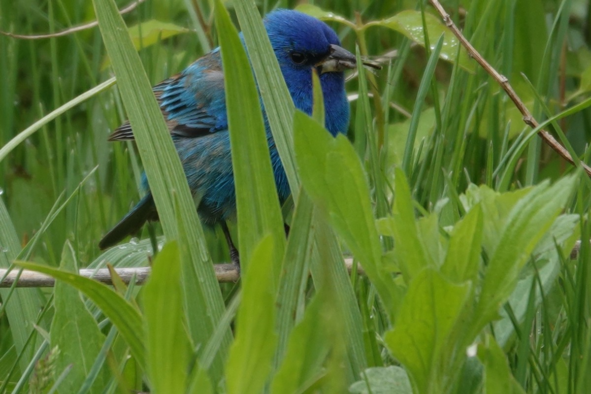 Indigo Bunting - ML655885482