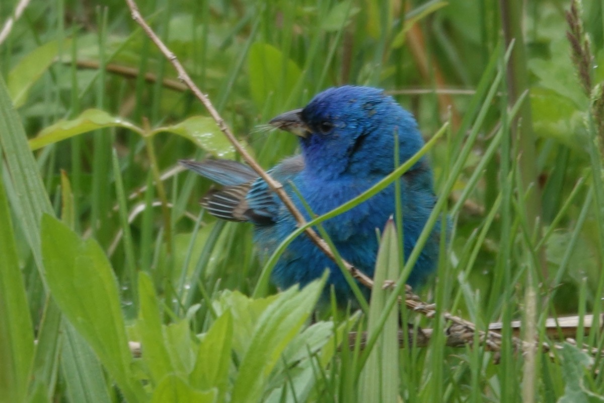 Indigo Bunting - ML655885483