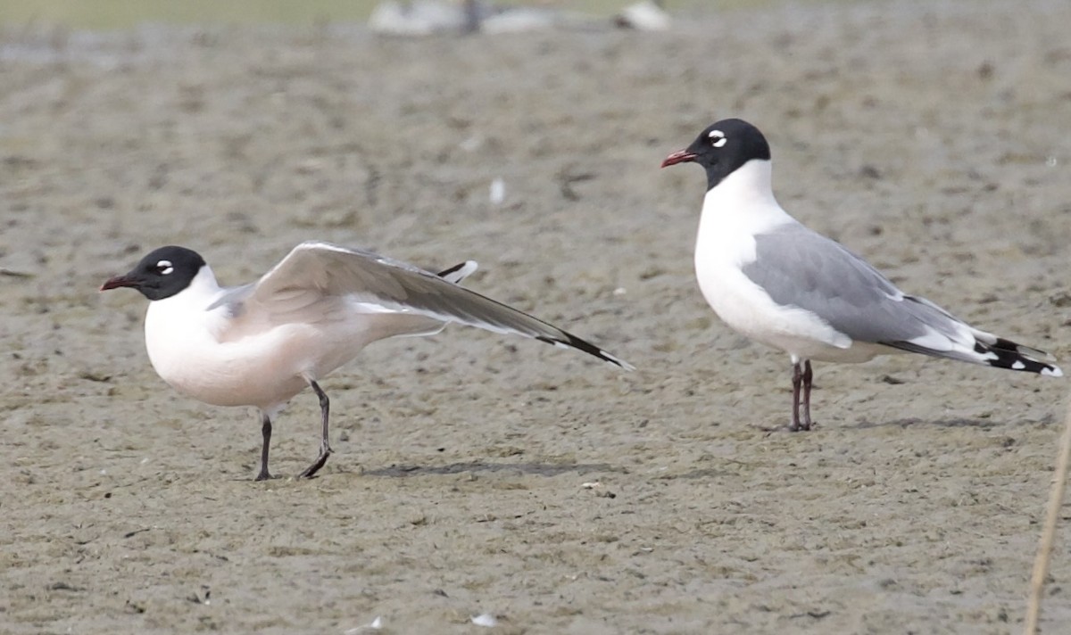 Mouette de Franklin - ML655886316