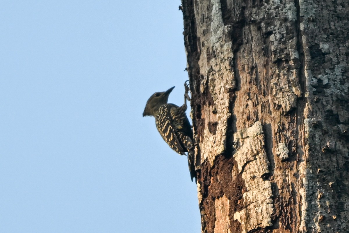 Buff-rumped Woodpecker - ML655886780