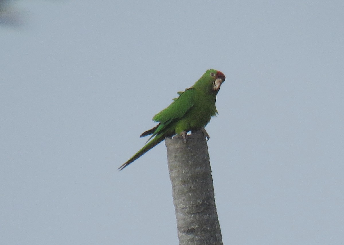 Scarlet-fronted Parakeet - ML655886808