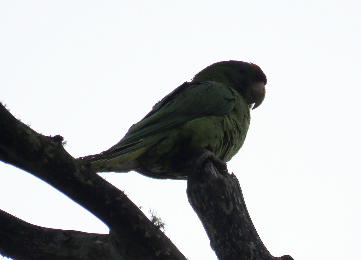 Scarlet-fronted Parakeet - ML655886809