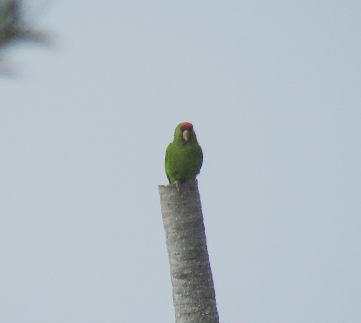 Scarlet-fronted Parakeet - ML655886810