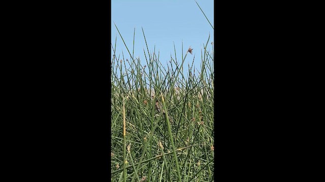 Peruvian Meadowlark - ML655887396
