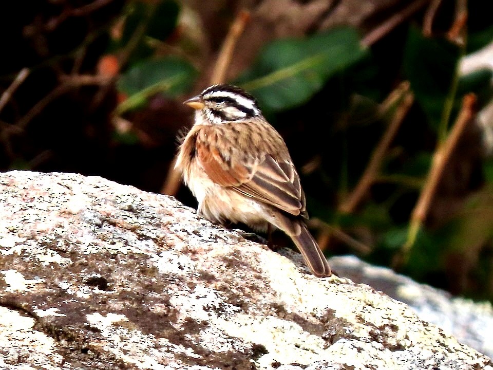 Socotra Bunting - ML655888243