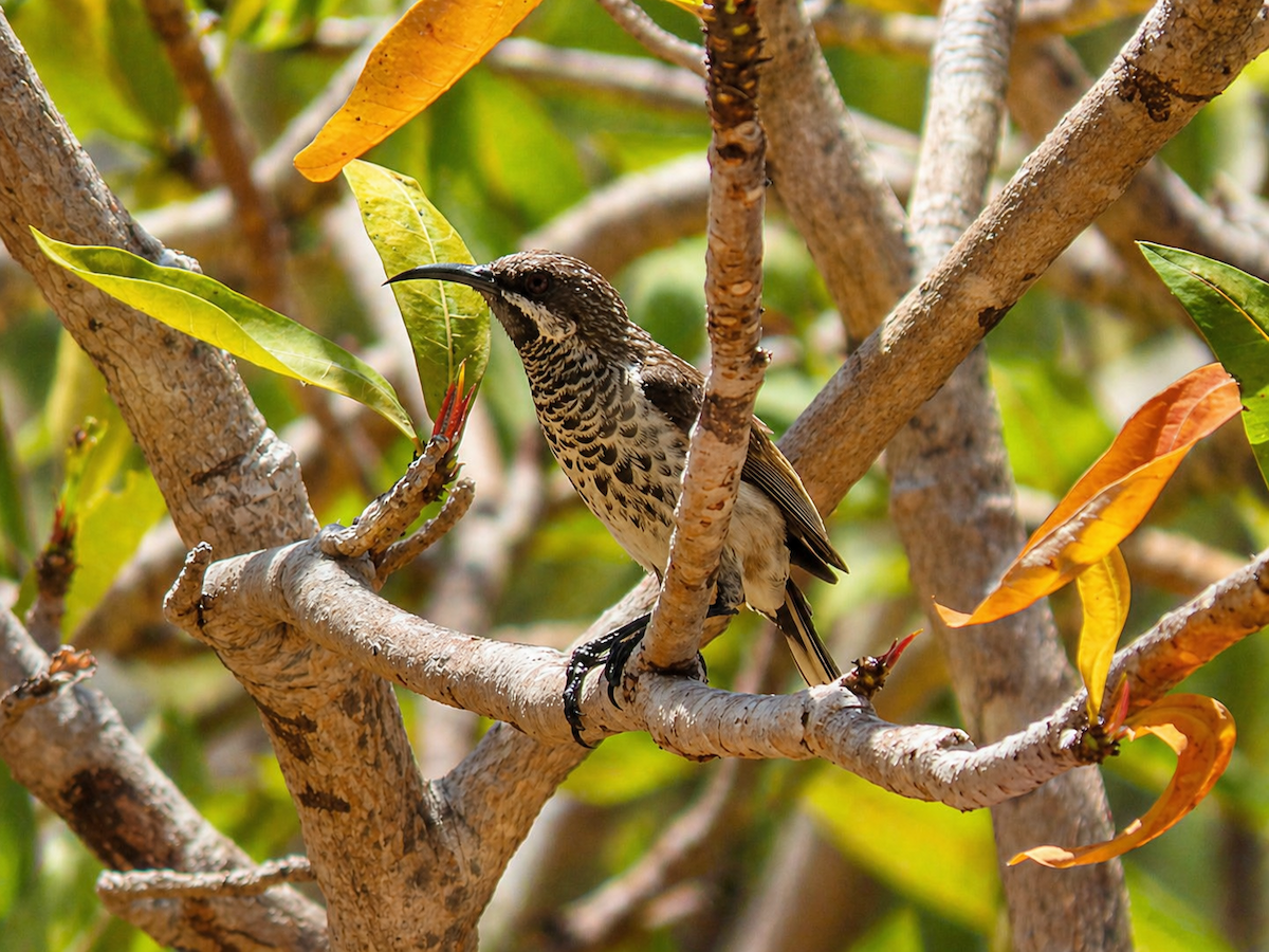 Socotra Sunbird - ML655888319