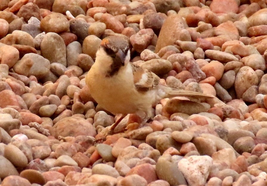 Abd al Kuri Sparrow - ML655888803