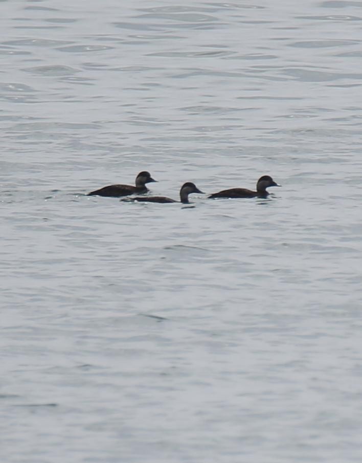 eBird Checklist - 26 Apr 2026 - Battery Rocks - 7 species