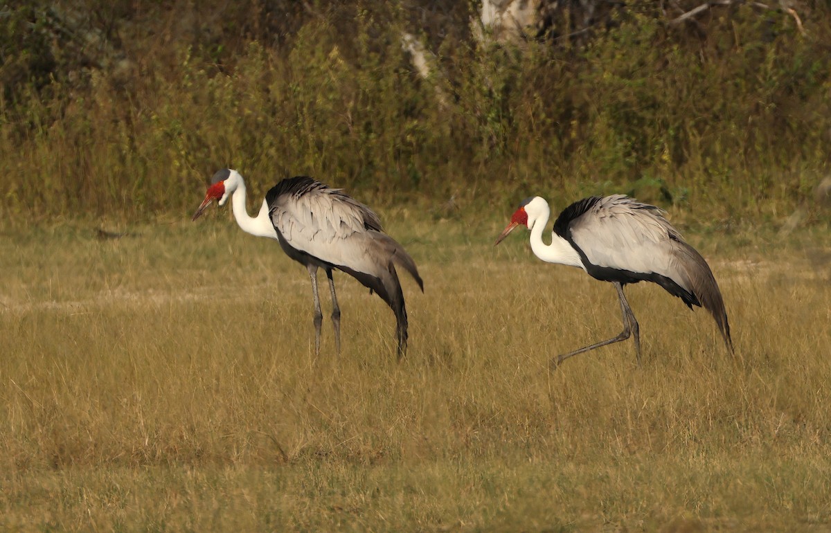 Wattled Crane - ML655892191