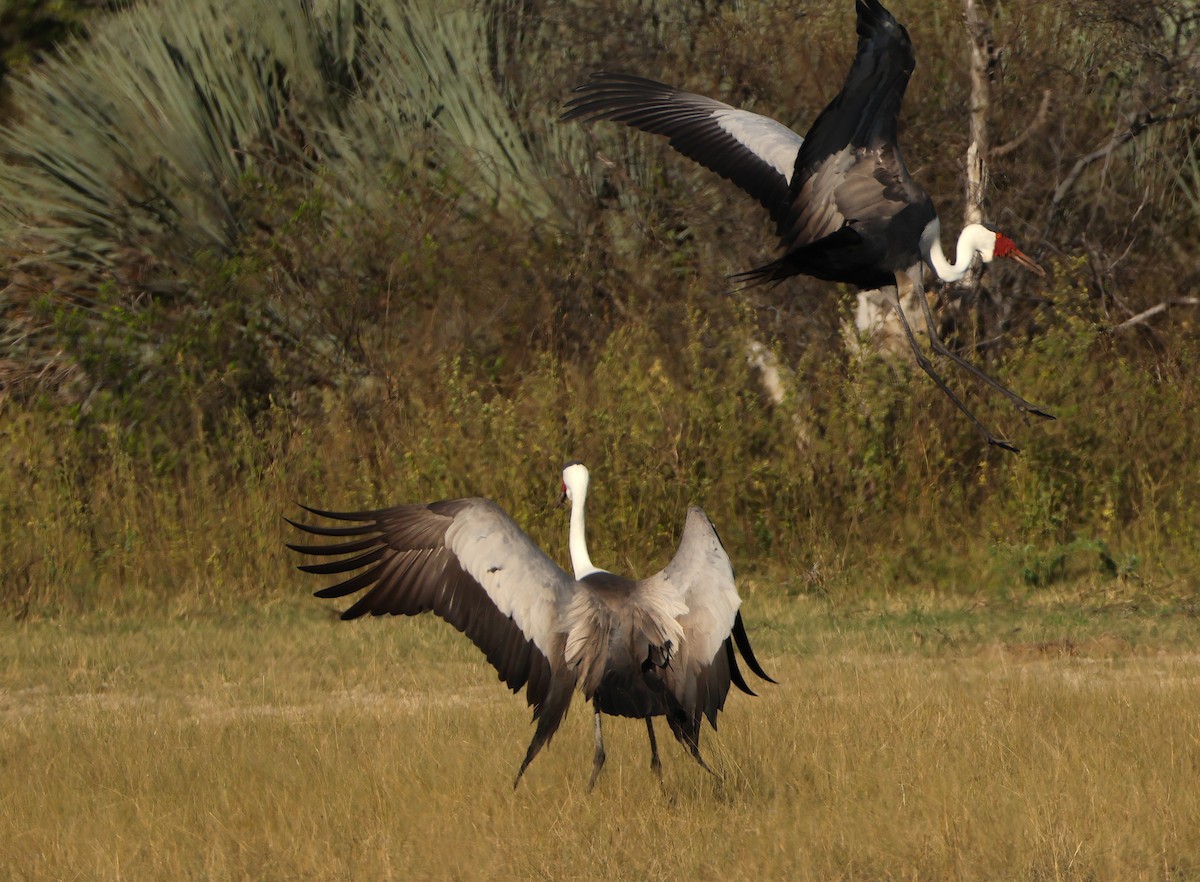 Wattled Crane - ML655892192