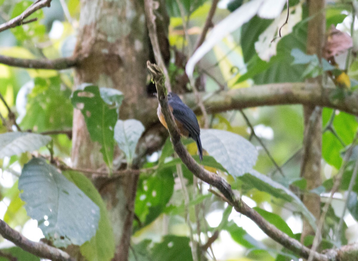 Bluish-slate Antshrike - Paul Fenwick