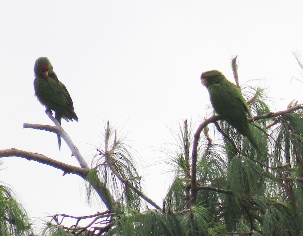 Scarlet-fronted Parakeet - ML655893625