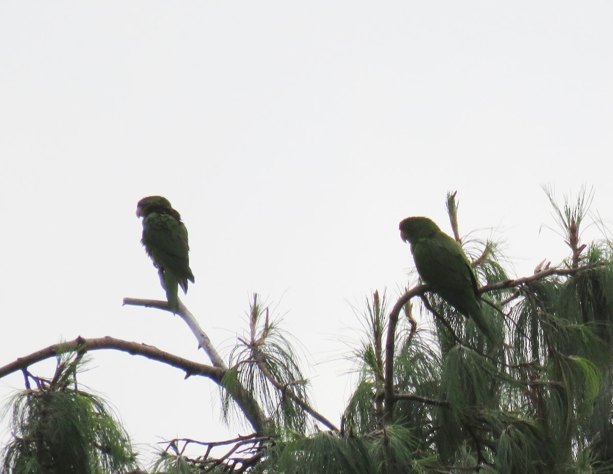 Scarlet-fronted Parakeet - ML655893626