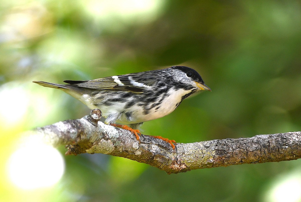 Blackpoll Warbler - ML655893858