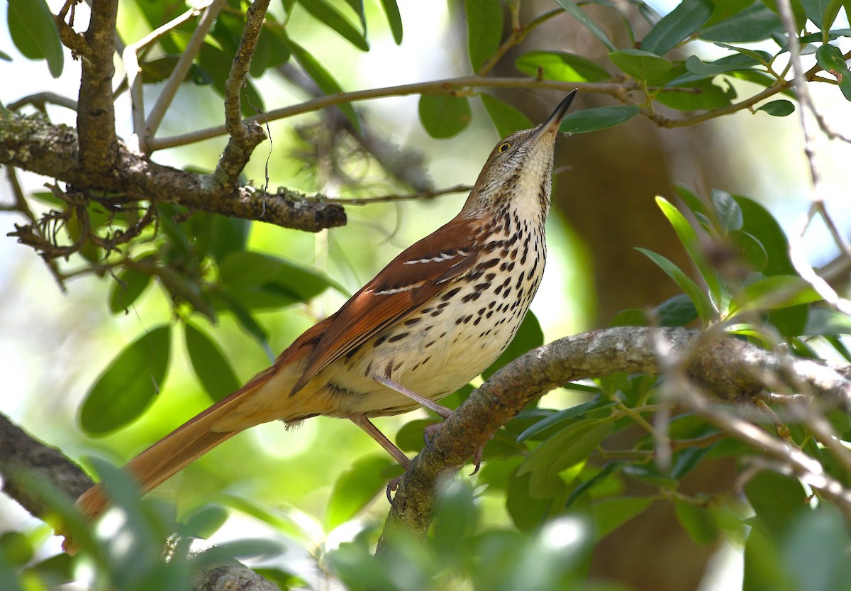 Brown Thrasher - ML655894329