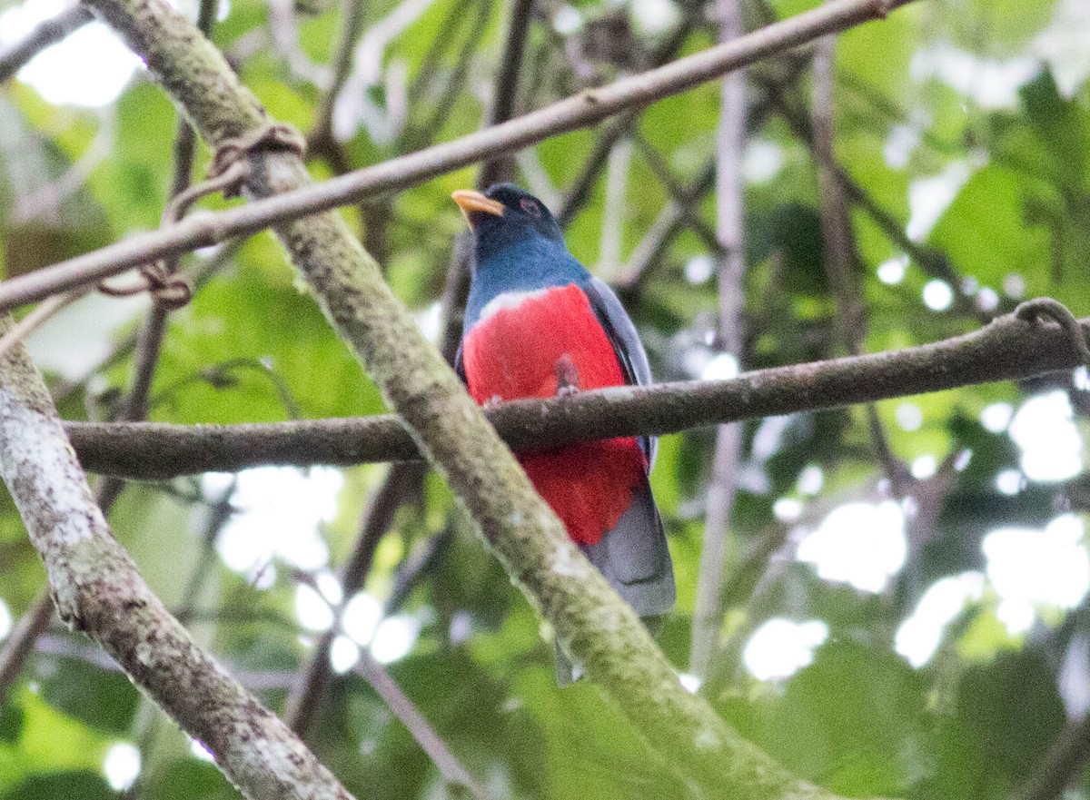 Black-tailed Trogon - ML65589491