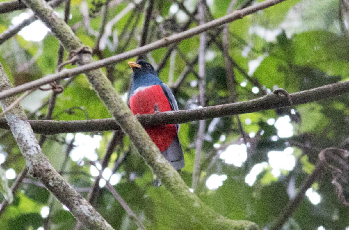 Black-tailed Trogon - Paul Fenwick