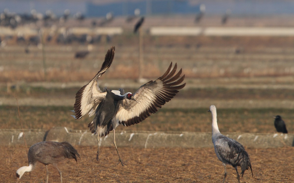 White-naped Crane - Christoph Moning