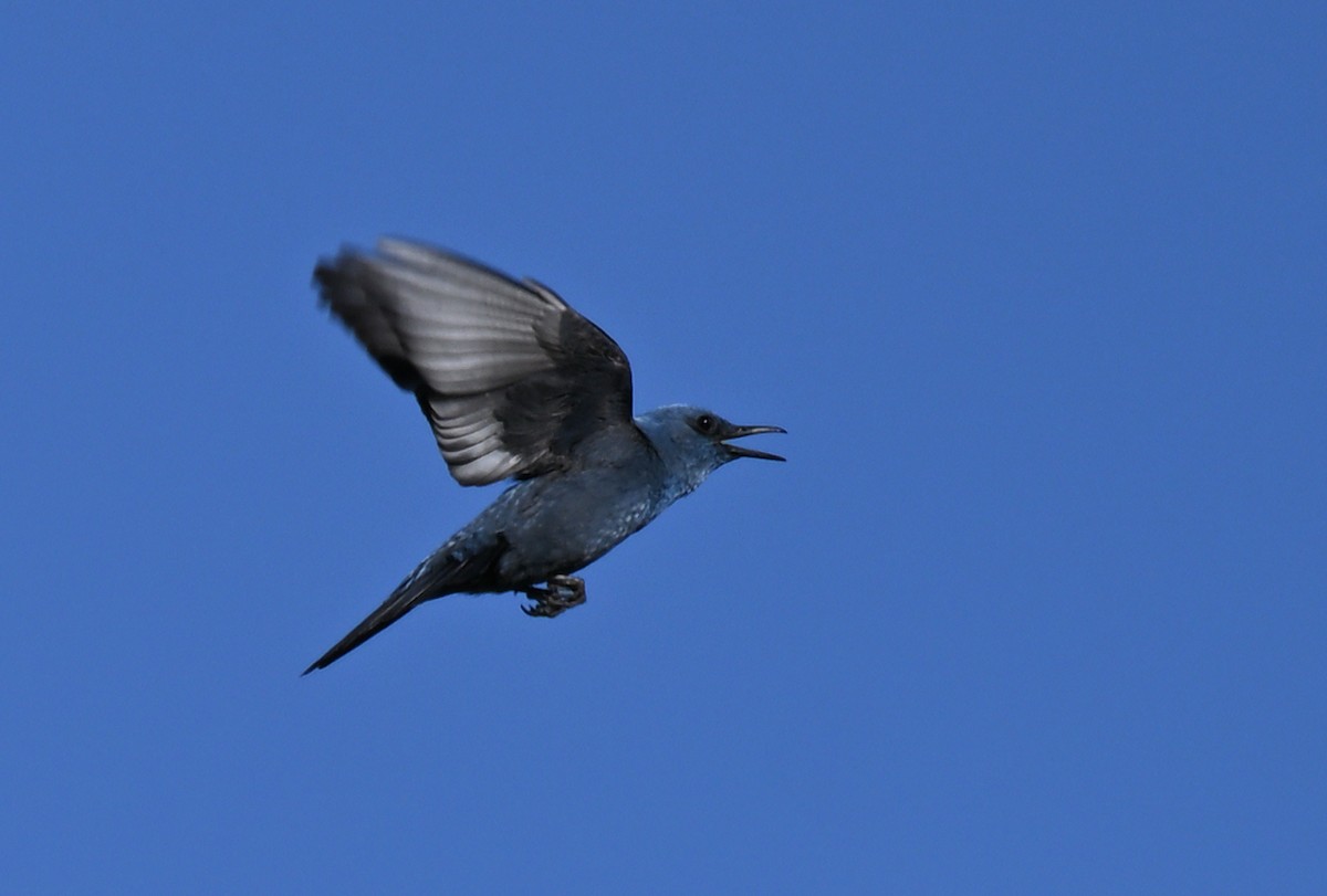 Blaumerle - ML655899561