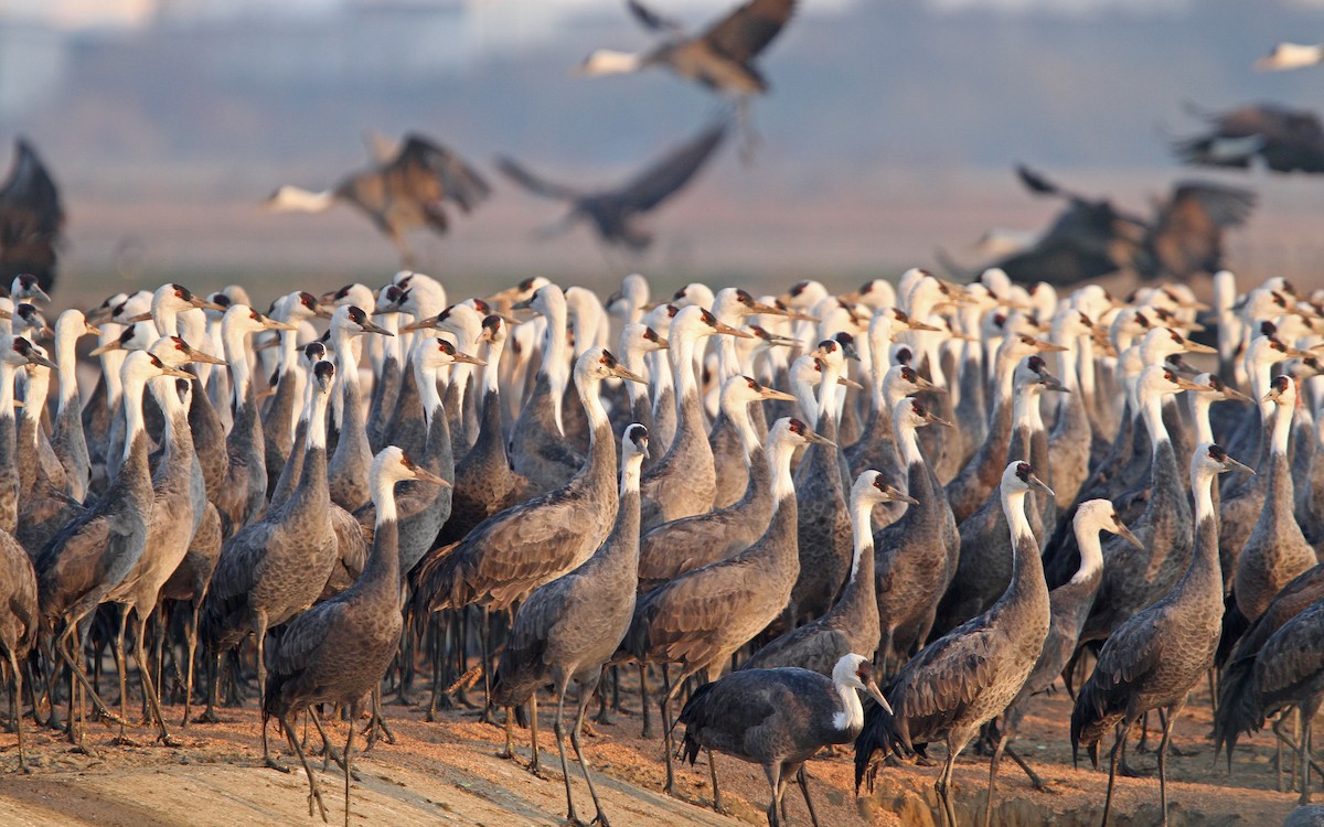 Hooded Crane - Christoph Moning