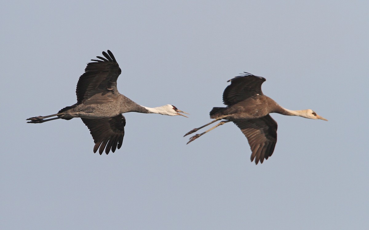 Hooded Crane - ML65590261