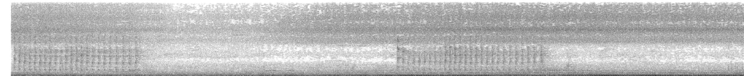 Hoffmann's Woodpecker